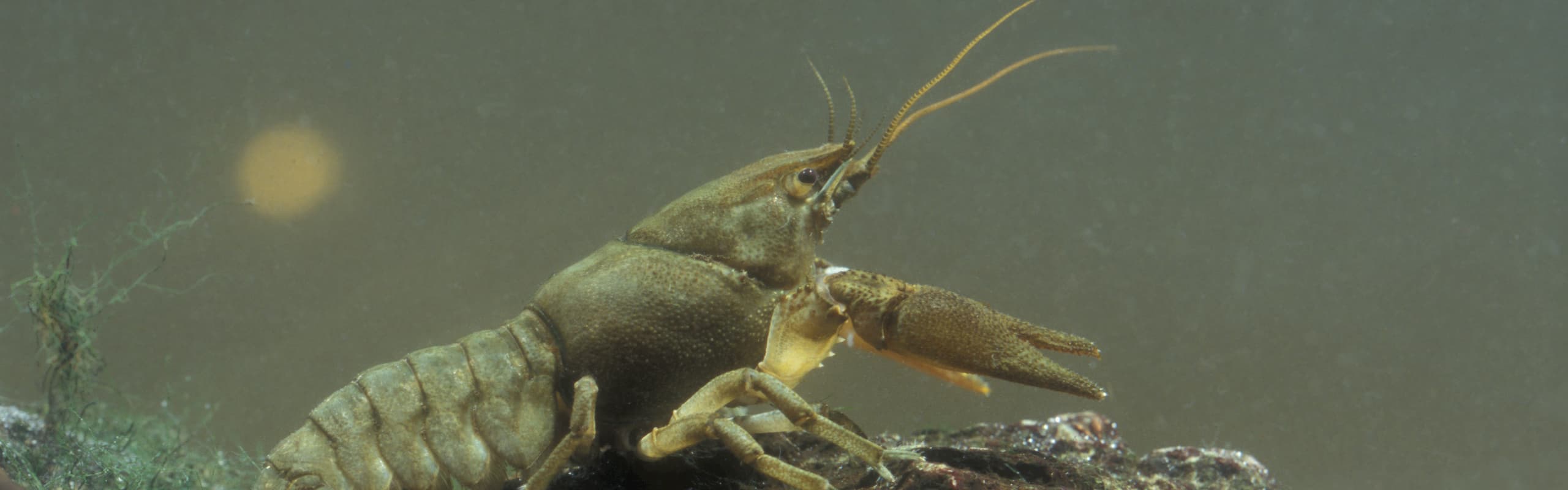 White Clawed Crayfish Survey